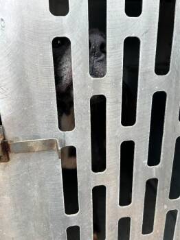 Fern -  Mixed Breed Dog for Adoption in Mobile, Alabama - Fern | PetCurious