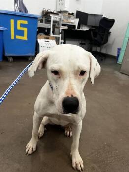Mixed Breed Dogs Available for Adoption in Dallas, Texas - MINNE | PetCurious