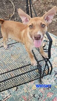 Whiskey -  Hound Dog for Adoption in Norfolk, Massachusetts - Whiskey | PetCurious