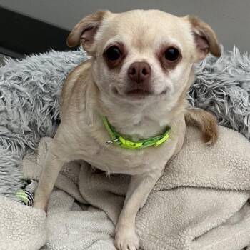 Chihuahua Dogs Available for Adoption in Richmond Hill, Georgia - Tater Tot | PetCurious