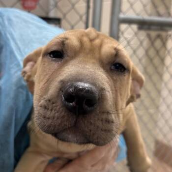 Buzz -  Shar Pei Dog for Adoption in Reno, Nevada - Buzz | PetCurious