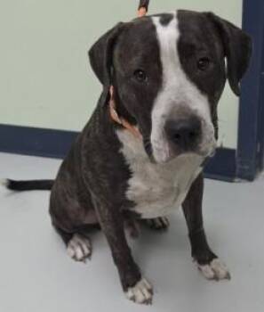 Duke -  Mixed Breed Dog for Adoption in Savannah, Georgia - Duke | PetCurious