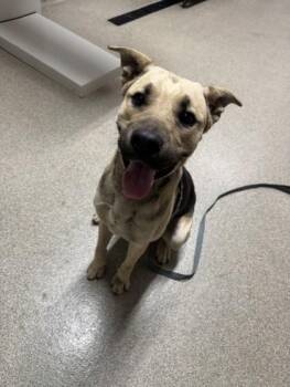 Whiskey -  Shepherd and Pit Bull Terrier Dog for Adoption in Pequot Lakes, Minnesota - Whiskey | PetCurious