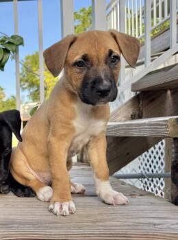 Buttercup -  Pit Bull Terrier and German Shepherd Dog Dog for Adoption in Key West, Florida - Buttercup | PetCurious