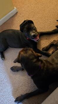 Rescue Black Labrador Retriever Dogs for Adoption in Medina, Ohio - Baby Turbo-Not Accepting Applications Yet! | PetCurious