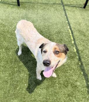 Bluetick Coonhound Dogs Available for Adoption in Hilton Head Island, South Carolina - Lefty | PetCurious