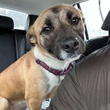 Mixed Breed Dogs Available for Adoption - Deena | PetCurious