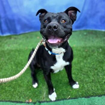 ARTHUR -  Pit Bull Terrier Dog for Adoption in Long Beach, California - ARTHUR | PetCurious