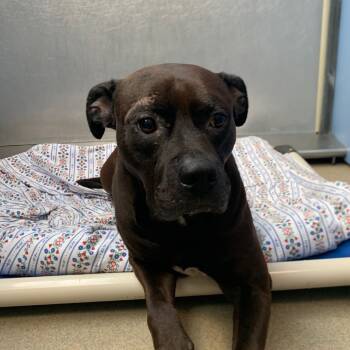 Rescue American Bulldog Dogs for Adoption in Lynchburg, Virginia - Mogli | PetCurious