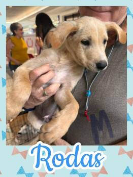 Rodas -  Labrador Retriever and German Shepherd Dog Dog for Adoption in Ringwood, New Jersey - Rodas | PetCurious