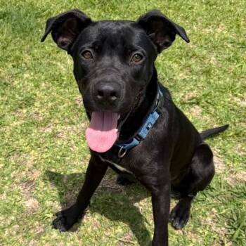Zazoo Silly Sidekick -  Labrador Retriever and Pit Bull Terrier Dog for Adoption in Friendswood, Texas - Zazoo Silly Sidekick | PetCurious