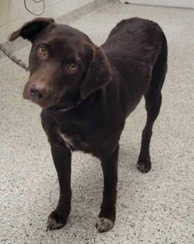 Shirley Temple -  Mixed Breed Dog for Adoption in Kansas City, Missouri - Shirley Temple | PetCurious