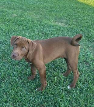 Cove -  Pit Bull Terrier Dog for Adoption in New Bern, North Carolina - Cove | PetCurious