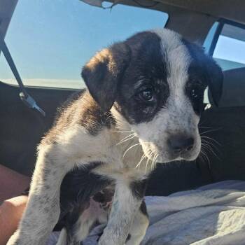 Puppy 5 -  Mixed Breed Dog Available for Adoption in Ferndale, Washington - Puppy 5 | PetCurious
