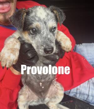 Provolone -  Cattle Dog Dog for Adoption in Irwin, Pennsylvania - Provolone | PetCurious