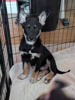German Shepherd Dog Dogs Available for Adoption - Sinclair | PetCurious