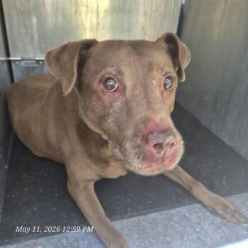American Staffordshire Terrier Dogs Available for Adoption in San Antonio, Texas - BRANDI | PetCurious