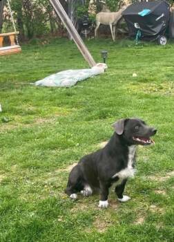 Black Labrador Retriever and Border Collie Dogs Available for Adoption in Huber Heights, Ohio - Roscoe | PetCurious
