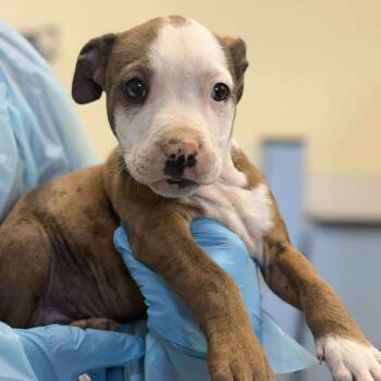 Pit Bull Terrier and Catahoula Leopard Dog Dogs Available for Adoption - Cookie Dough | PetCurious
