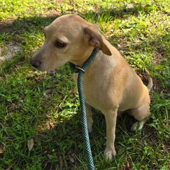 Dorsey -  Mixed Breed Dog for Adoption in Williston, Florida - Dorsey | PetCurious