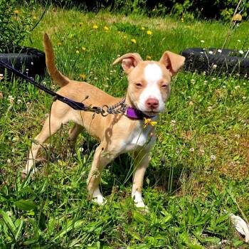 Maple -  Pit Bull Terrier and Mixed Breed Dog for Adoption in Ferndale, Washington - Maple | PetCurious