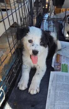 Border Collie and Mixed Breed Dogs Available for Adoption in Evergreen, Colorado - Mia | PetCurious