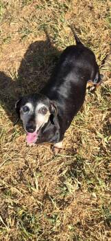Rescue Miniature Dachshund Dogs for Adoption in Cookeville, Tennessee - Lily | PetCurious
