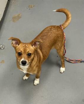 Chihuahua and Mixed Breed Dogs Available for Adoption in Peoria, Illinois - TRACKSTAR | PetCurious