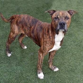 Plott Hound Dogs Available for Adoption in Port Richey, Florida - Tank | PetCurious