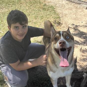 Oslo Sweet, Playful, Kid-Loving Best Friend -  Akita and Husky Dog for Adoption in Grand Rapids, Michigan - Oslo Sweet, Playful, Kid-Loving Best Friend | PetCurious