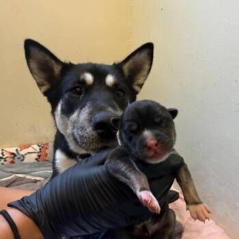 Tan collar -  Husky and Shepherd Dog for Adoption in Pasadena, California - Tan Collar | PetCurious