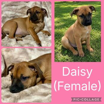 Daisy -  Labrador Retriever and Hound Dog for Adoption in Ringwood, New Jersey - Daisy | PetCurious