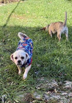 Pugsley -  Chihuahua and Shih Tzu Dog for Adoption in Wheaton, Illinois - Pugsley | PetCurious