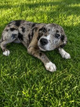 Maeve -  Catahoula Leopard Dog Dog for Adoption in Boulder, Colorado - Maeve | PetCurious