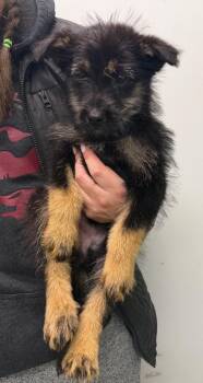 Pumpkin -  Terrier Dog for Adoption in Yellowknife, Northwest Territories - Pumpkin | PetCurious