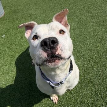 Marshmallow Fluff -  Mixed Breed Dog for Adoption in Savannah, Georgia - Marshmallow Fluff | PetCurious