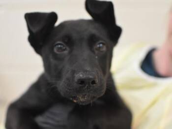 Shepherd Dogs Available for Adoption - Foothill | PetCurious