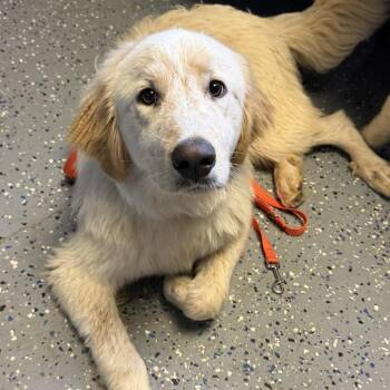 TUSC-Stray-84829_2 -  Great Pyrenees and Mixed Breed Dog for Adoption in Tuscaloosa, Alabama - TUSC-Stray-84829_2 | PetCurious