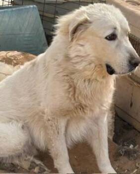 Rescue Great Pyrenees Dogs for Adoption in Norco, California - WAFFLES | PetCurious