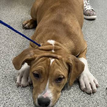 Pit Bull Terrier and Mixed Breed Dogs Available for Adoption in Matteson, Illinois - Biscuit | PetCurious