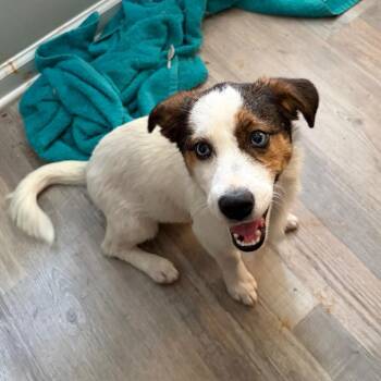 Mazie -  Wirehaired Terrier and Mixed Breed Dog for Adoption in Brownsboro, Alabama - Mazie | PetCurious