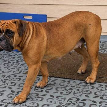 Macy -  Boxer and Mastiff Dog for Adoption in Austin, Texas - Macy | PetCurious