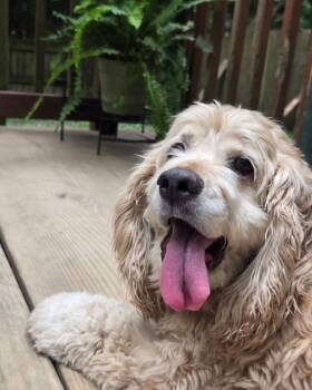 Gabby -  Cocker Spaniel Dog for Adoption in Williamsburg, Virginia - Gabby | PetCurious