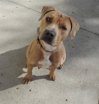 Mixed Breed Dogs Available for Adoption - ELIZABETH | PetCurious