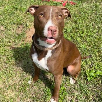 Isabella -  Labrador Retriever and American Bulldog Dog for Adoption in Grand Bay, Alabama - Isabella | PetCurious