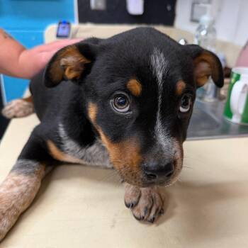 Australian Cattle Dog Blue Heeler and Mixed Breed Dogs Available for Adoption in Ardmore, Oklahoma - Cowboy | PetCurious