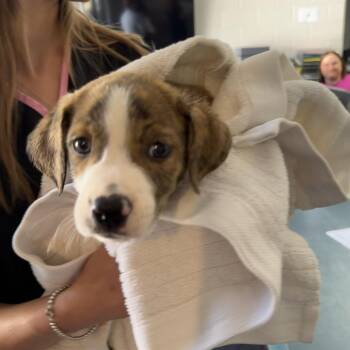 Mixed Breed Dogs Available for Adoption in Walker, Michigan - Chrissy | PetCurious