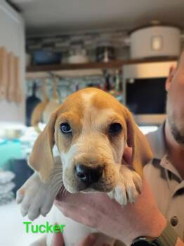 Hound and Mastiff Dogs Available for Adoption - Tucker | PetCurious