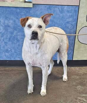 Bella -  Pit Bull Terrier and Australian Cattle Dog Blue Heeler Dog for Adoption in Rockwall, Texas - Bella | PetCurious