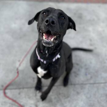 Black Labrador Retriever Dogs Available for Adoption in Huntington Beach, California - Lucy | PetCurious